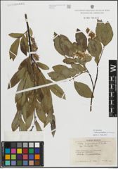 Foto von Salix myrsinifolia subsp. borealis (Fr.) Hyl.